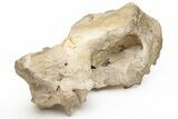 Fossil Running Rhino (Subhyracodon) Partial Skull - Wyoming #216121-2